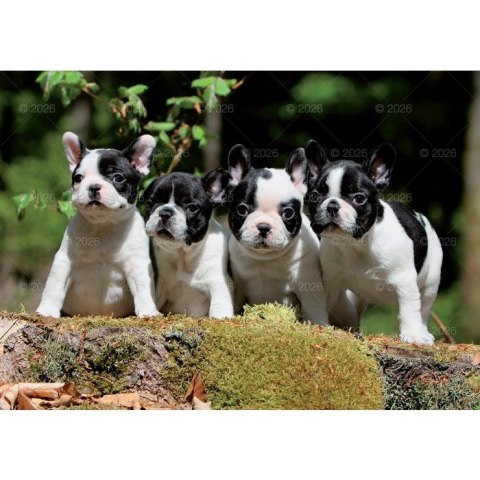 Kalendarz ścienny PSY rodzinny 280mm x 200mm Lucrum (WL08)