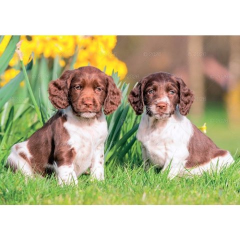 Kalendarz ścienny PSY rodzinny 280mm x 200mm Lucrum (WL08)