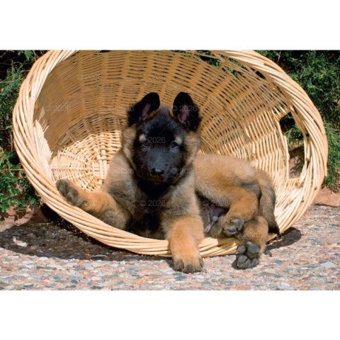 Kalendarz ścienny PSY rodzinny 280mm x 200mm Lucrum (WL08)