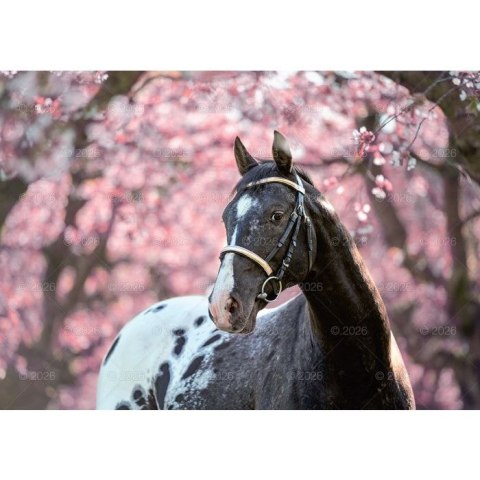 Kalendarz ścienny konie w plenerze rodzinny 280mm x 200mm Lucrum (WL10)