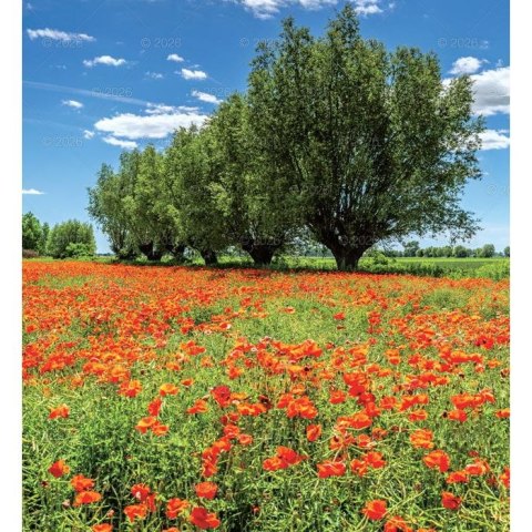 Kalendarz ścienny MAGICZNA POLSKA 13-planszowe 2024 320mm x 470mm Lucrum (RW02)