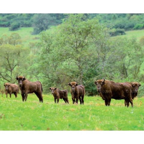 Kalendarz ścienny MALARSTWO IMPRESJONISTÓW 13-planszowe 2024 320mm x 470mm Lucrum (RW07)