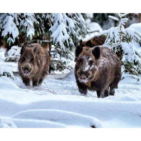 Kalendarz ścienny MALARSTWO IMPRESJONISTÓW 13-planszowe 2024 320mm x 470mm Lucrum (RW07)