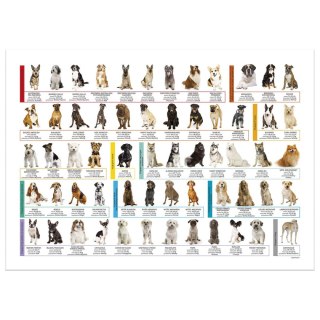 Podkład na biurko psy różnokolorowy karton pokryty folią [mm:] 345x500 Derform (POEPS)