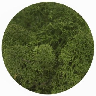 Dekoracja dekoracja florystyczna mech chrobotek reniferowy cm Titanum (100 gram)
