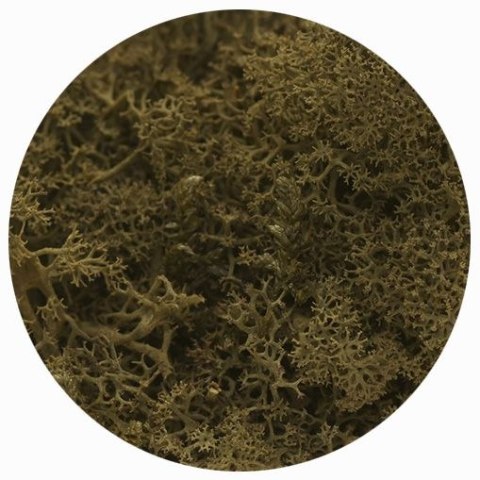 Dekoracja dekoracja florystyczna mech chrobotek reniferowy cm Titanum (100 gram)