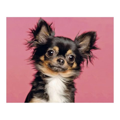 Zestaw kreatywny Diamentowa mozaika 30x40cm Pies chihuahua Flamingo Line (1(13))