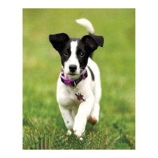 Zestaw kreatywny Diamentowa mozaika 30x40cm Pies jack russell terrier Flamingo Line (1(7))