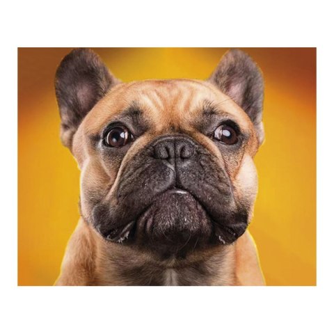Zestaw kreatywny Diamentowa mozaika 30x40cm Pies buldog Flamingo Line (1(66))