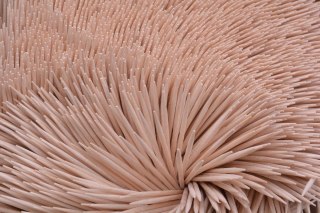 Wykałaczka 100 szt Amaks