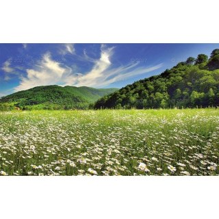 Kalendarz ścienny ŁĄKA TRÓJDZIELNY 320mm x 860mm Lucrum (KT04)