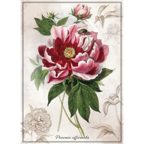 Puzzle BOTANIC PEONY 1000 el 1000 el. Interdruk