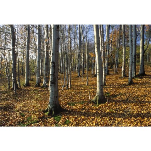 Kalendarz ścienny paskowy 140mm x 420mm Beskidy