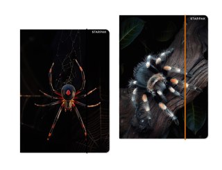 Teczka kartonowa na gumkę Pająk A4 mix Starpak (559732)