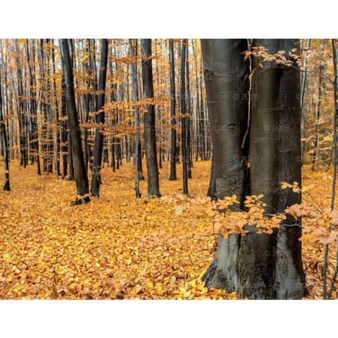 Kalendarz ścienny 13-planszowe 320mm x 470mm Lucrum (RW04)