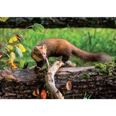 Kalendarz ścienny LEŚNI PRZYJACIELE rodzinny 2026 280mm x 400mm Lucrum (WL07)