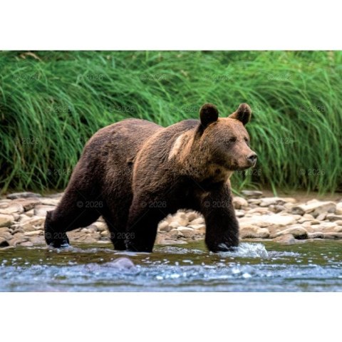 Kalendarz ścienny LEŚNI PRZYJACIELE rodzinny 2026 280mm x 400mm Lucrum (WL07)