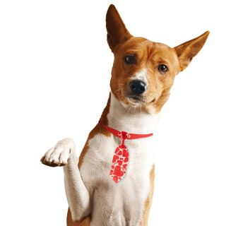 Akcesoria do kostiumów krawat dla zwierzaka Arpex (WA4022)