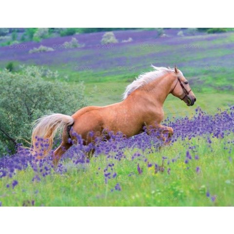 Kalendarz ścienny 13-planszowe 320mm x 470mm Lucrum (RW14)